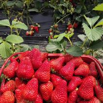 大叶红颜草莓苗【各品种齐全】根壮茎粗&免费技术指导