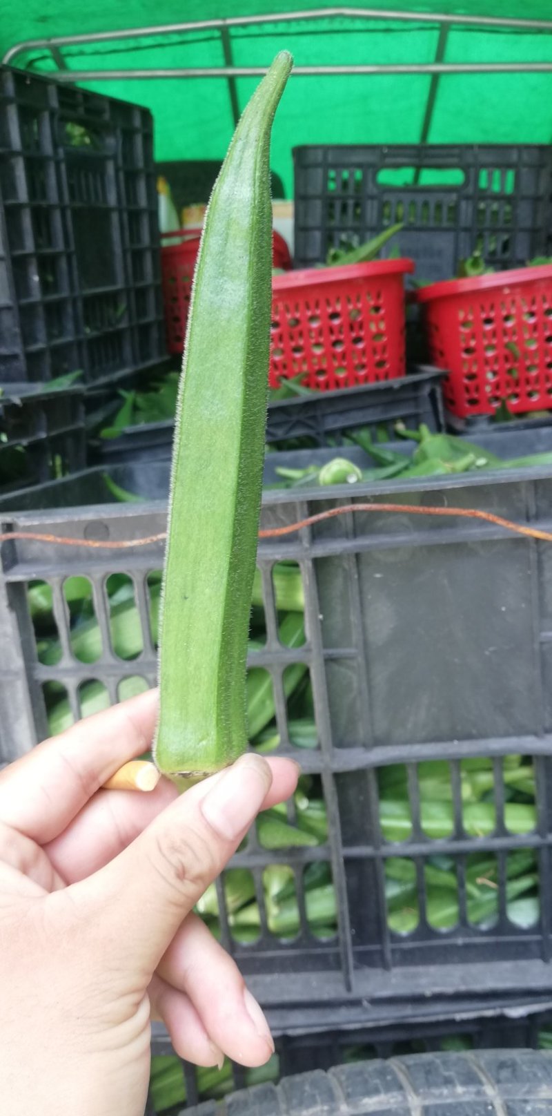秋葵