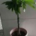 发财树室内外花卉盆景植物盆栽大招财树花苗客厅大型绿