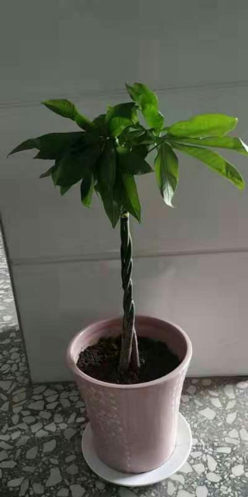 发财树室内外花卉盆景植物盆栽大招财树花苗客厅大型绿