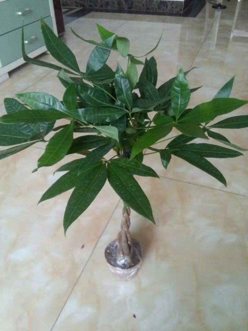发财树室内外花卉盆景植物盆栽大招财树花苗客厅大型绿