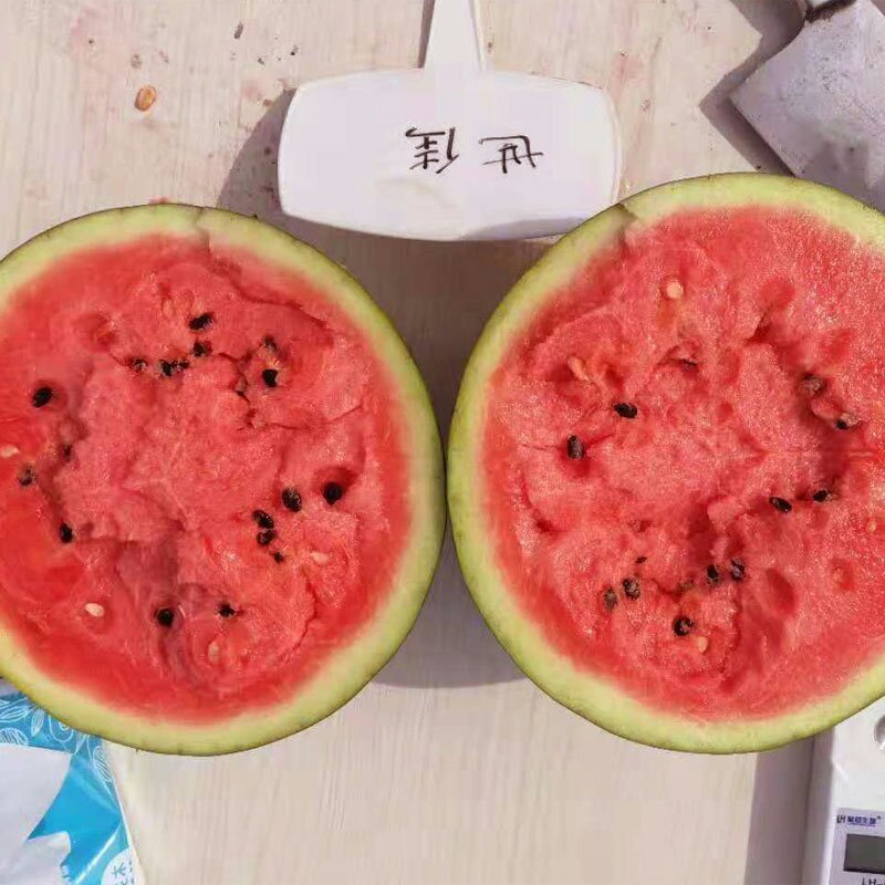 世雷707高产西瓜种子原装50克