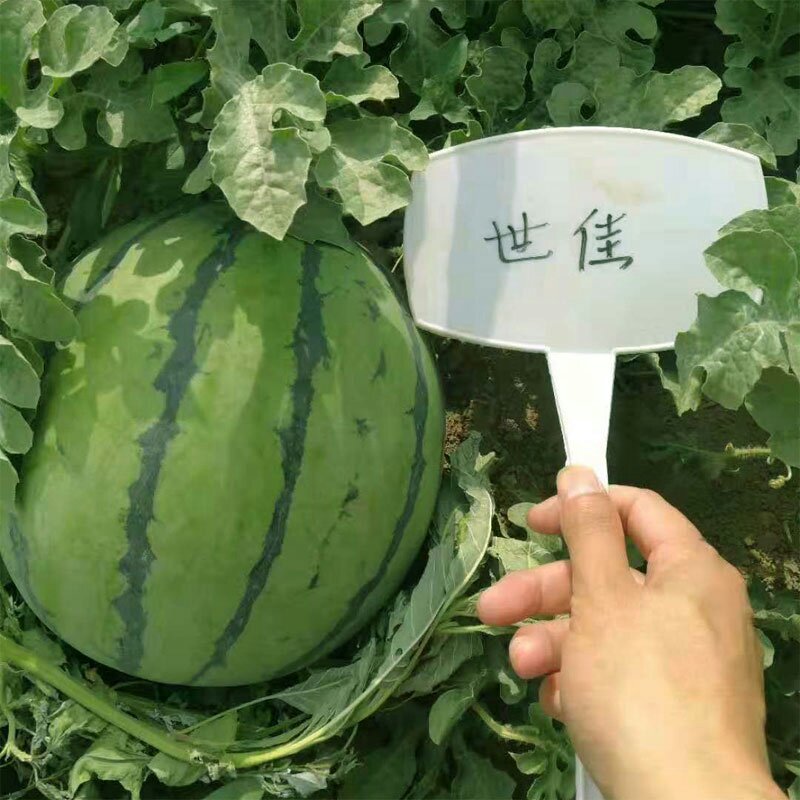 世雷707高产西瓜种子原装50克