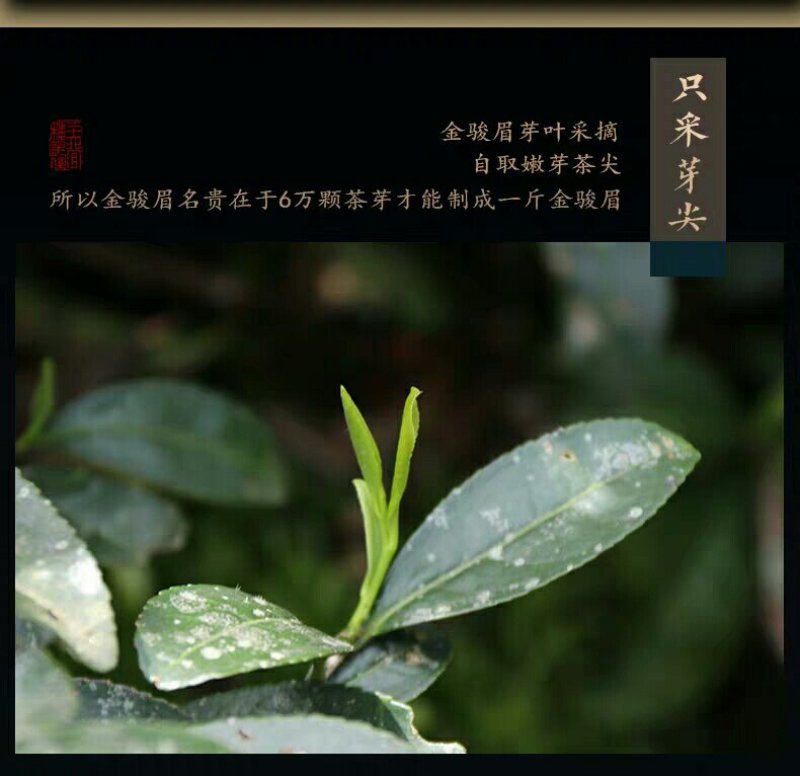 芽中芽纯黄牙金骏眉【全黄无黑芽带金豪】老茶师制作