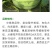 世雷707高产西瓜种子原装50克