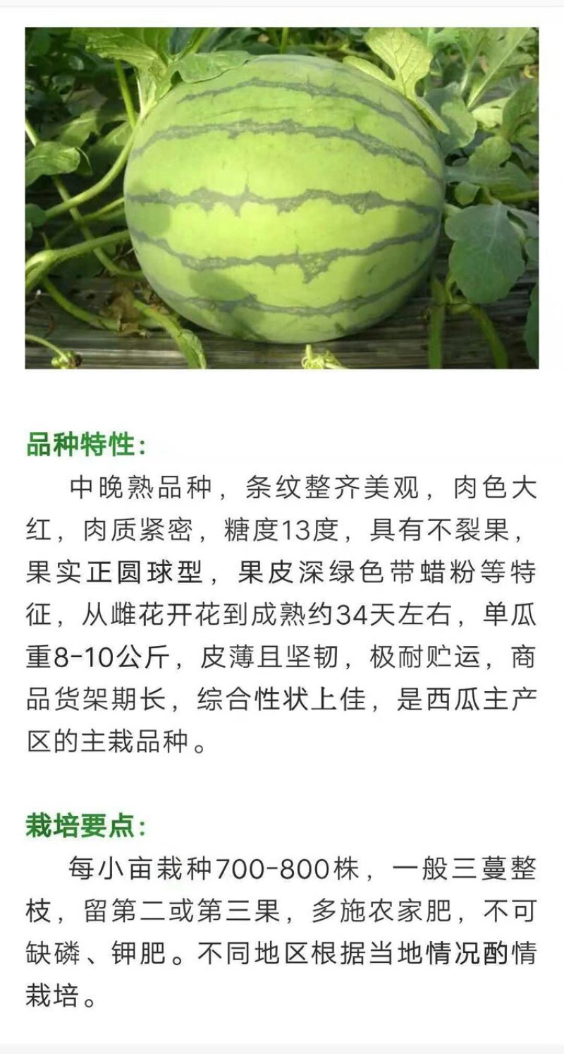 世雷707高产西瓜种子原装50克