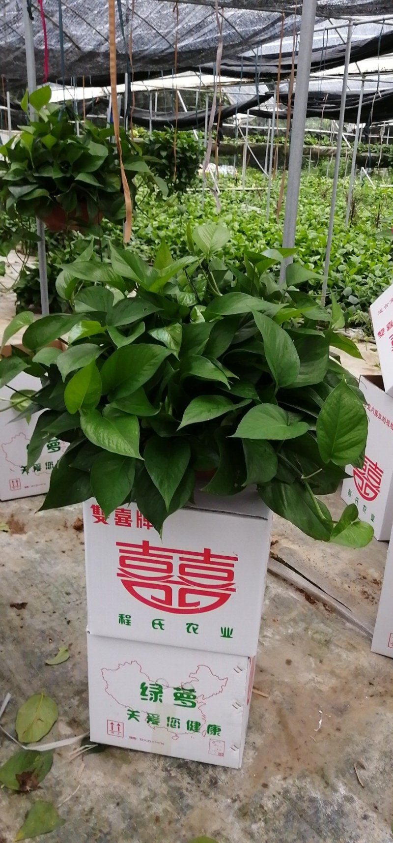 绿萝，360#