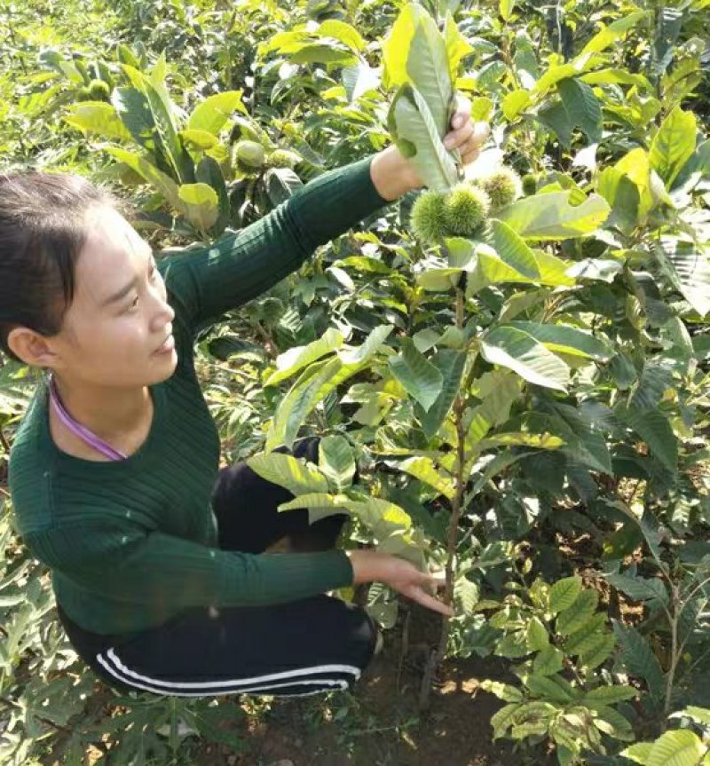 板栗苗大红袍板栗，基地直销包成活提供技术指导