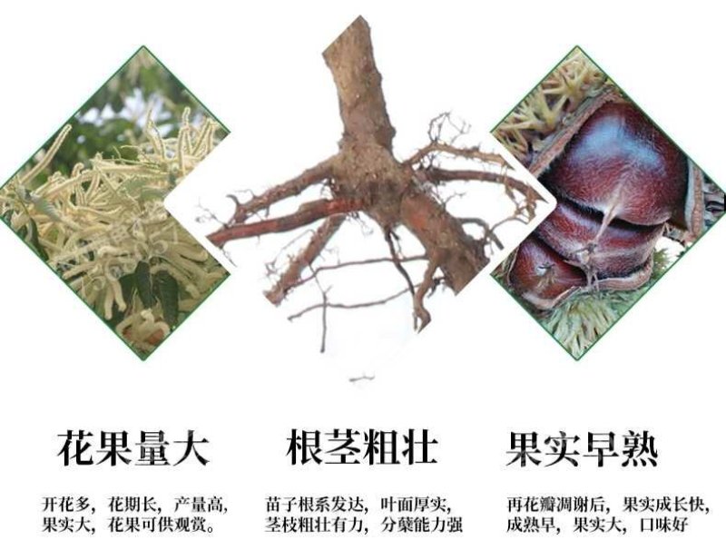 板栗苗大红袍板栗，基地直销包成活提供技术指导