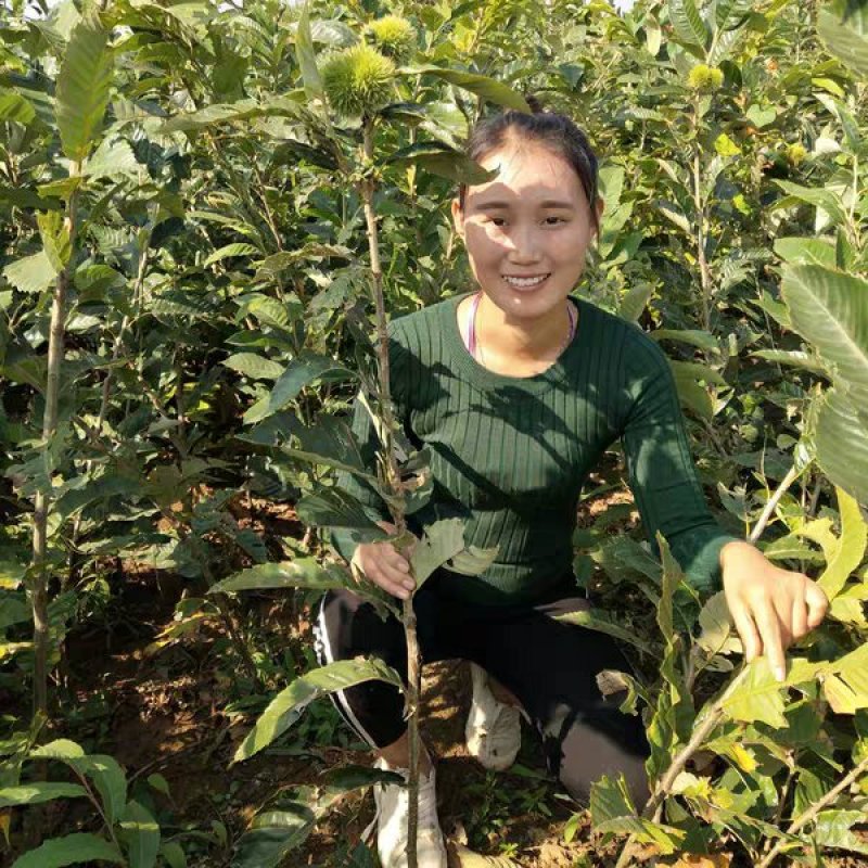 板栗苗大红袍板栗，基地直销包成活提供技术指导