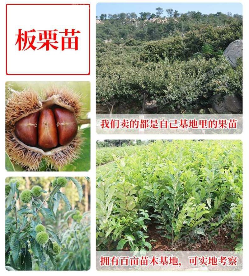 板栗苗大红袍板栗，基地直销包成活提供技术指导