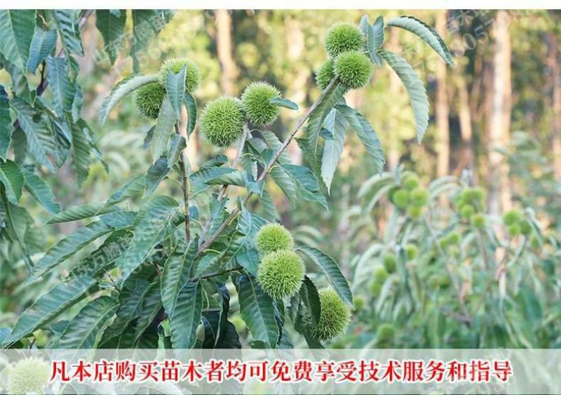 板栗苗大红袍板栗，基地直销包成活提供技术指导