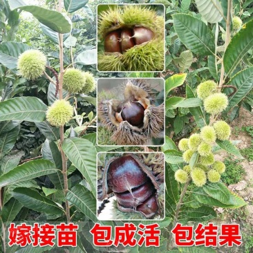 板栗苗大红袍板栗，基地直销包成活提供技术指导