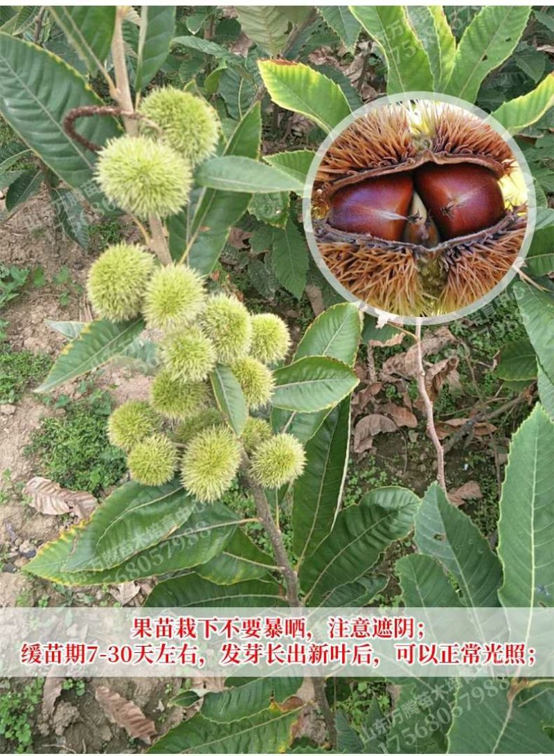 板栗苗大红袍板栗，基地直销包成活提供技术指导