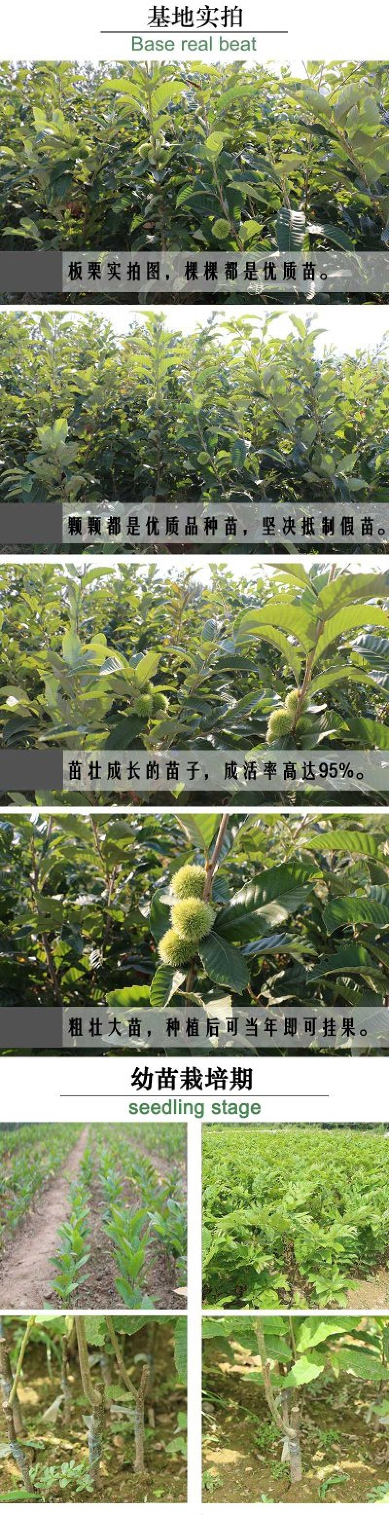 板栗苗大红袍板栗，基地直销包成活提供技术指导