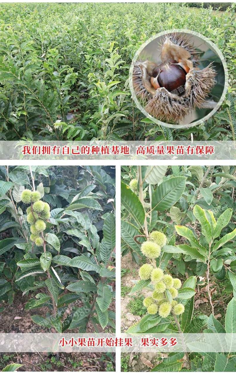 板栗苗大红袍板栗，基地直销包成活提供技术指导