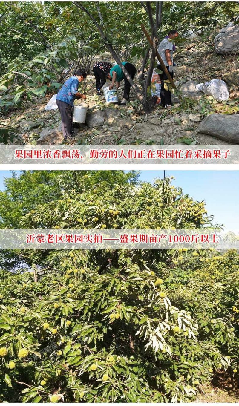 板栗苗大红袍板栗，基地直销包成活提供技术指导