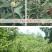 板栗苗大红袍板栗，基地直销包成活提供技术指导