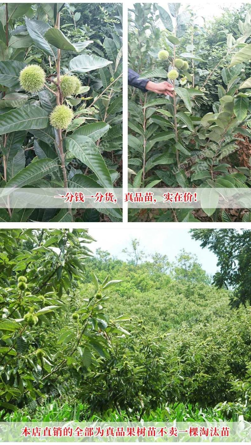 板栗苗大红袍板栗，基地直销包成活提供技术指导