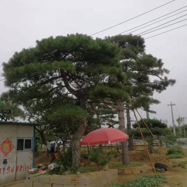 造型松