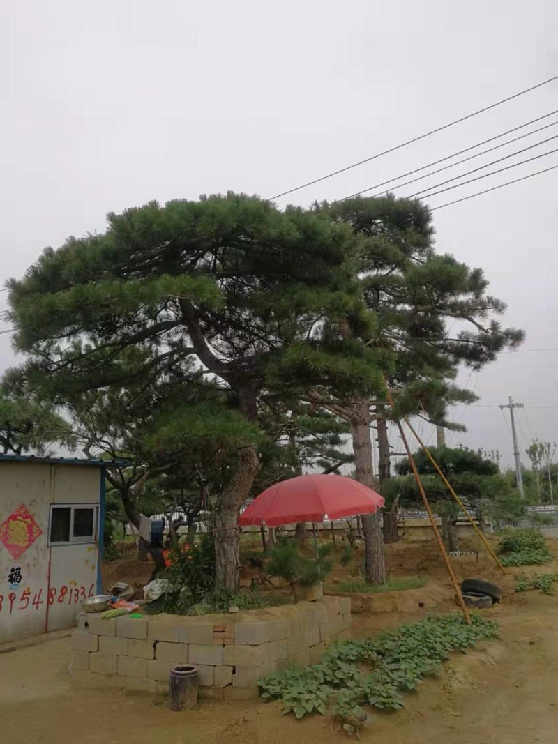 造型松