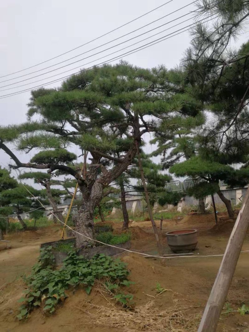 造型松