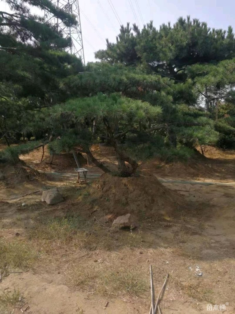 造型松