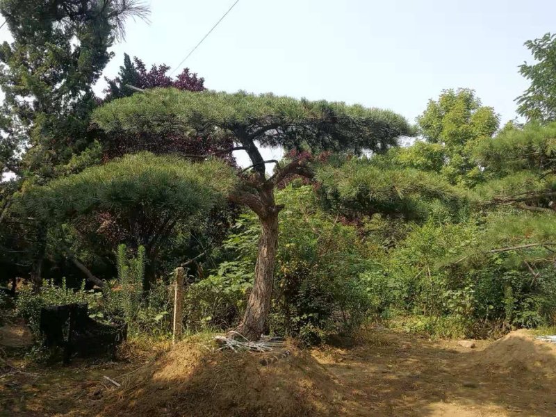 造型松