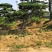 造型松