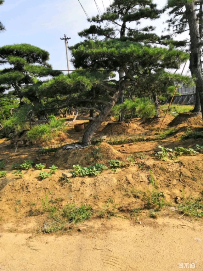 造型松