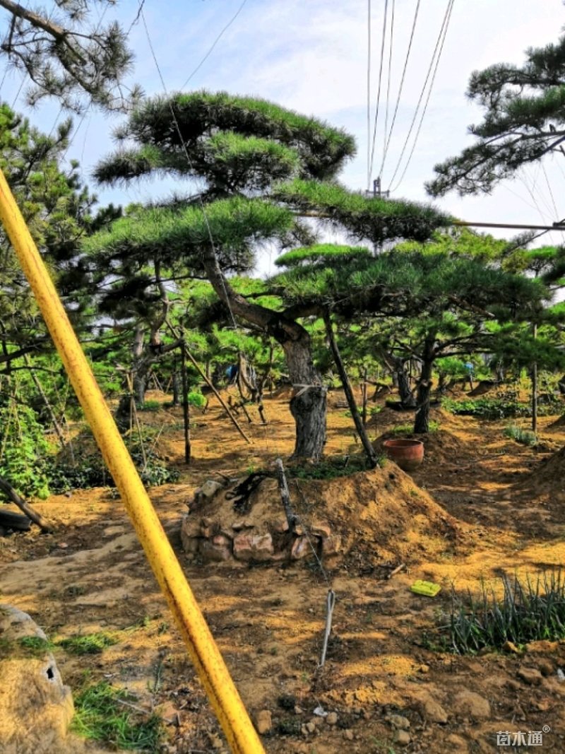 造型松