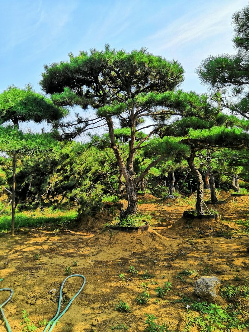 造型松