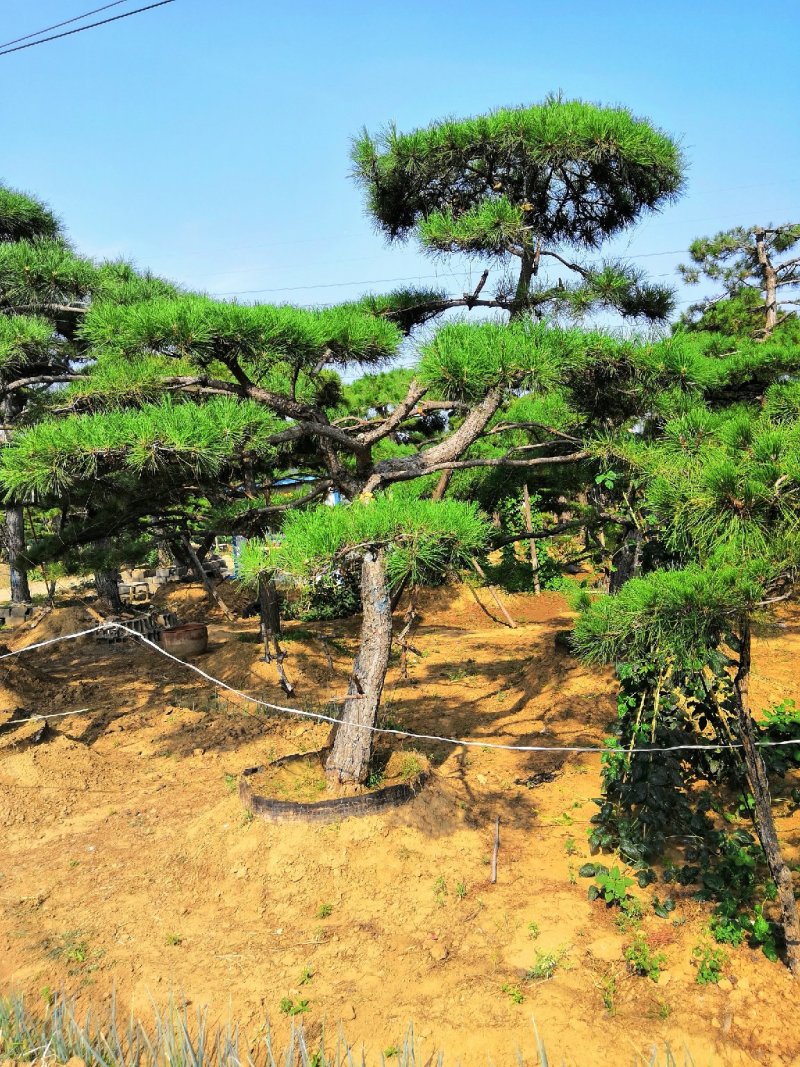 造型松
