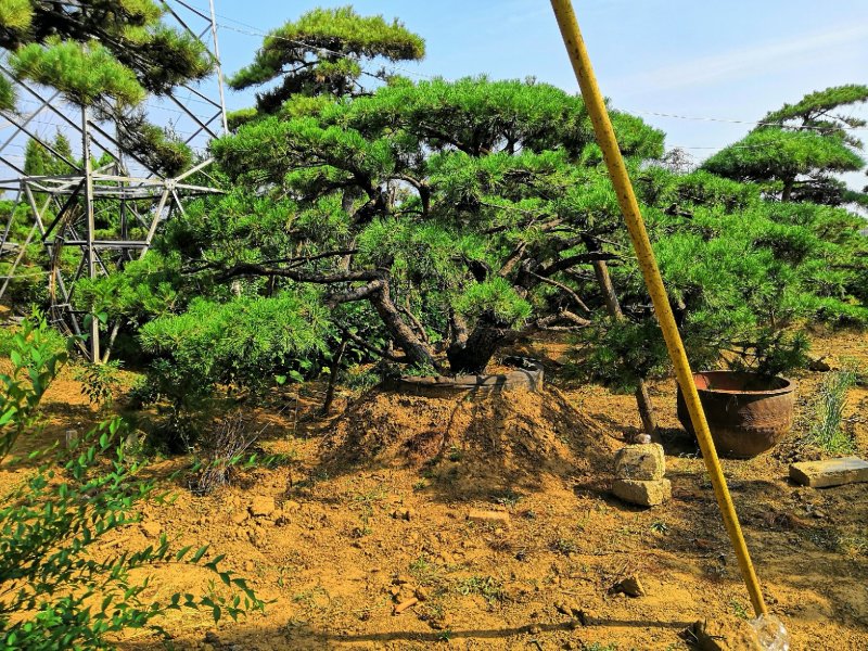造型松