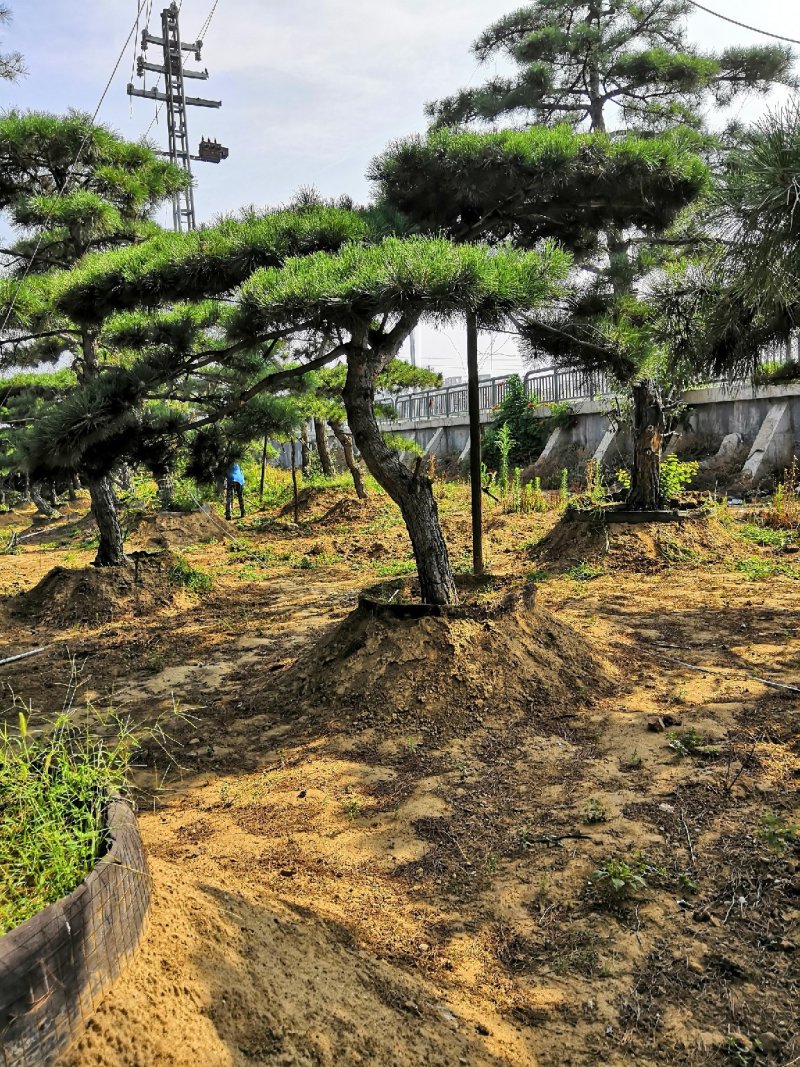 造型松