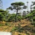 造型松