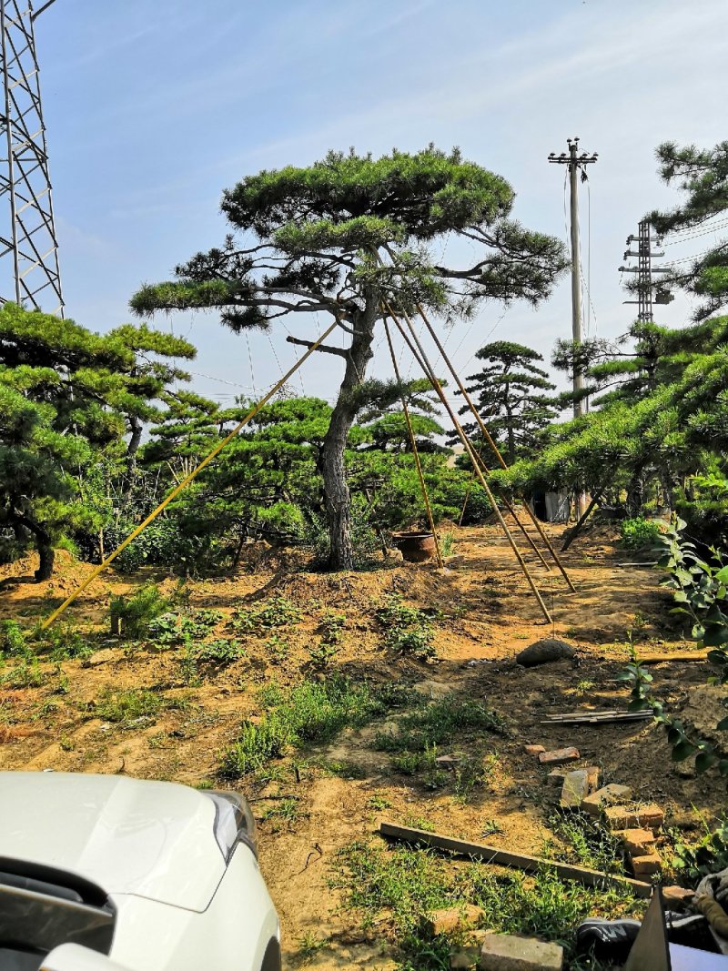 造型松