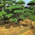 造型松