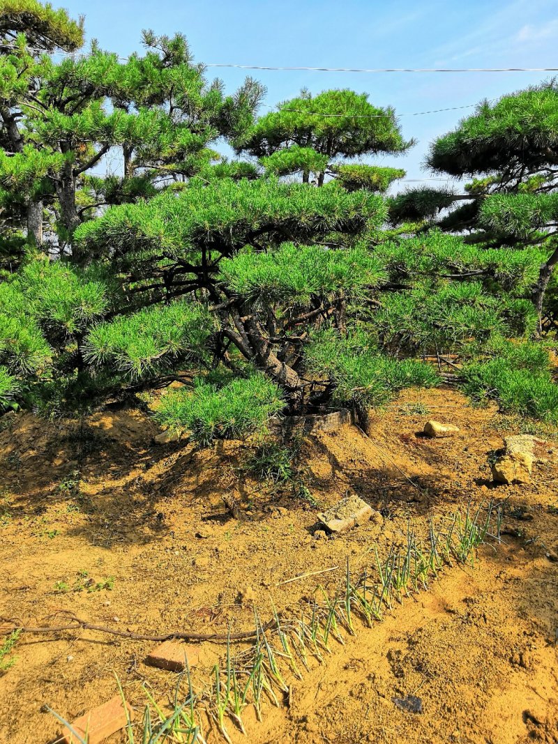 造型松