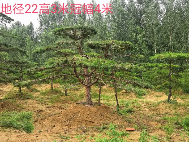造型松