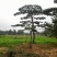 造型松