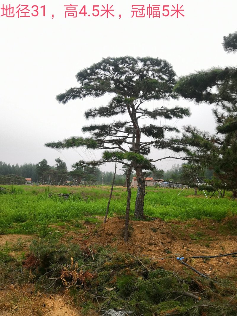 造型松