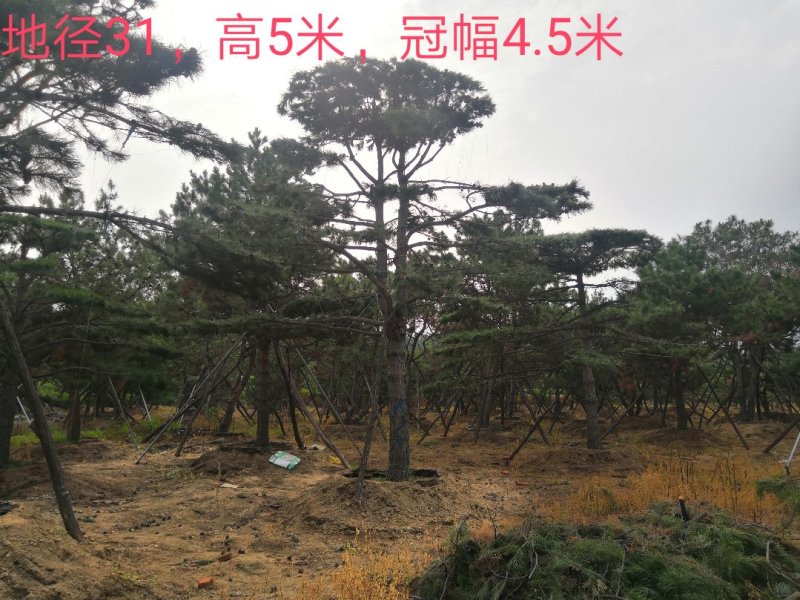 造型松