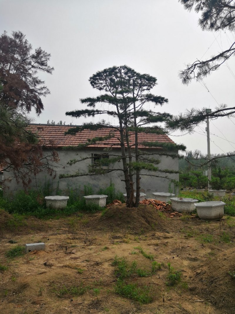 造型松