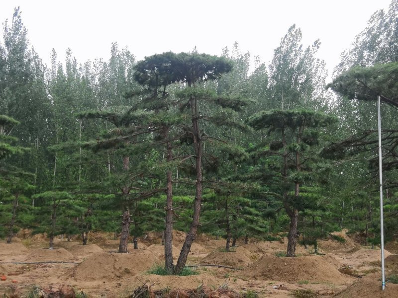 造型松