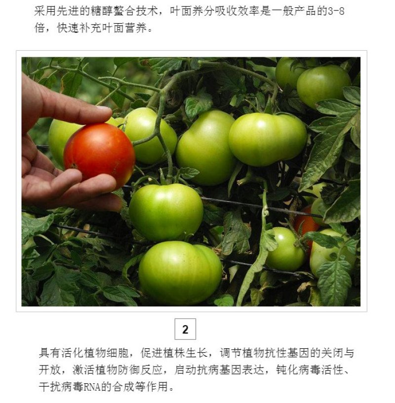 绿陇糖醇锌液体锌肥防落果搭配硼