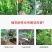 绿陇糖醇锌液体锌肥防落果搭配硼