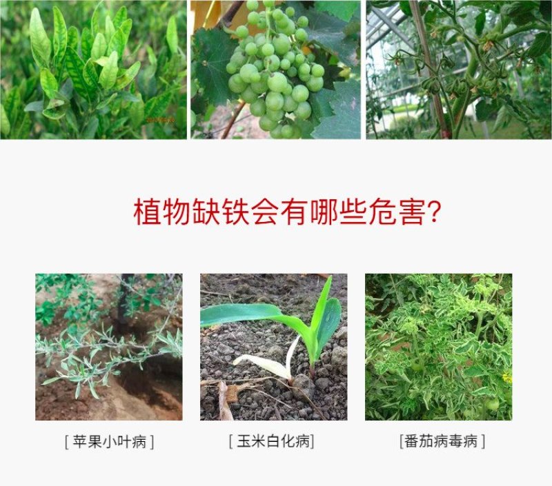 绿陇糖醇锌液体锌肥防落果搭配硼