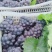 京亚葡萄