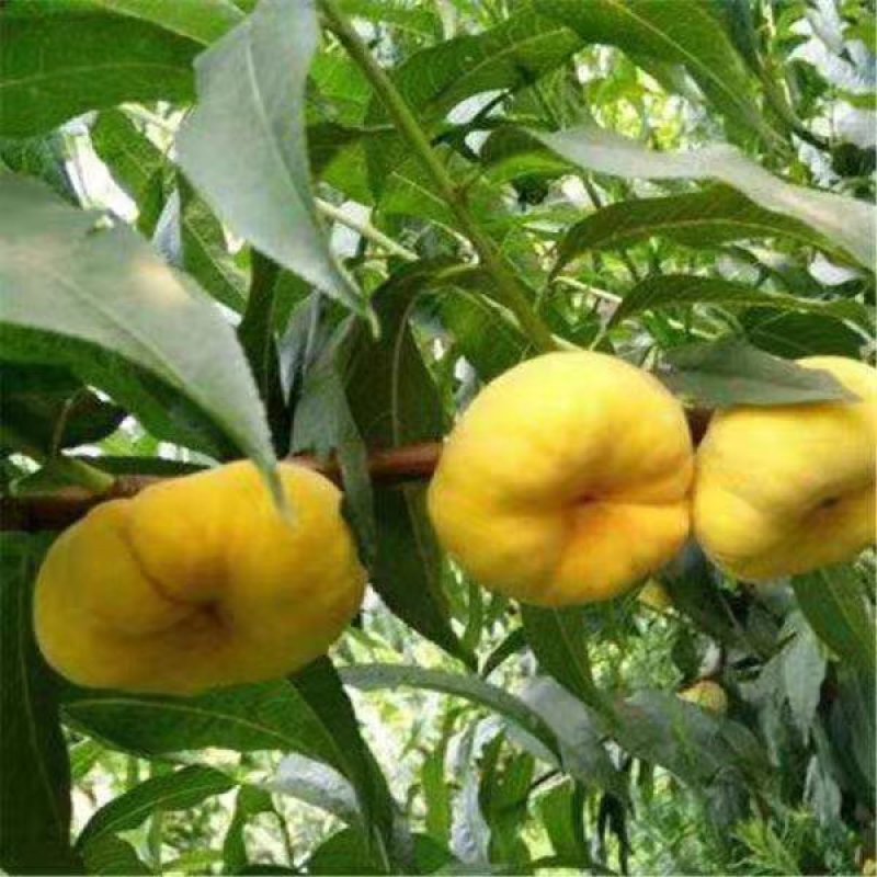 黄金蟠桃大量上市，纸袋黄金蟠桃价格合适质量好